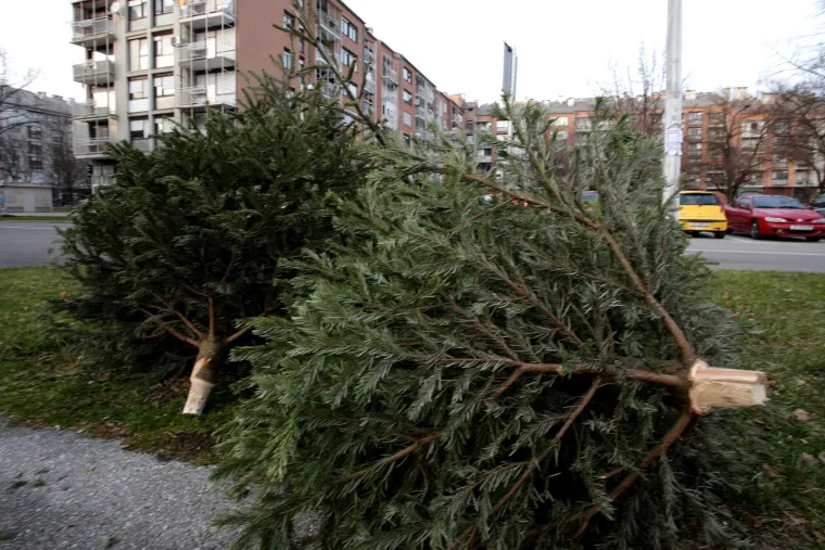 Svake godine ista priča u Zagrebu: odbačeni borovi leže na ulicama nakon zavr&scaron;enih božićnih blagdana