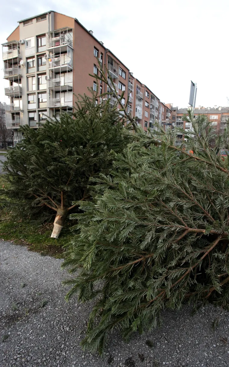 Svake godine ista priča u Zagrebu: odbačeni borovi leže na ulicama nakon zavr&scaron;enih božićnih blagdana