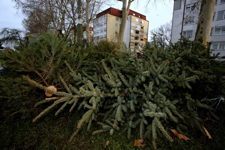 Svake godine ista priča u Zagrebu: odbačeni borovi leže na ulicama nakon zavr&scaron;enih božićnih blagdana