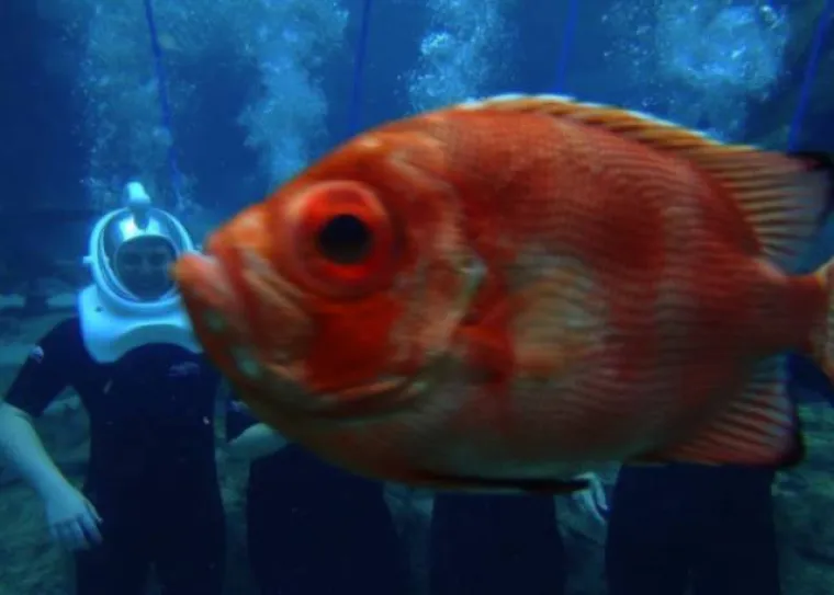 ŽIVOTINJE MOGU BITI PRAVI ZLOBNICI: Odlučile pokvariti fotografije i nepozvane uskočile u kadar