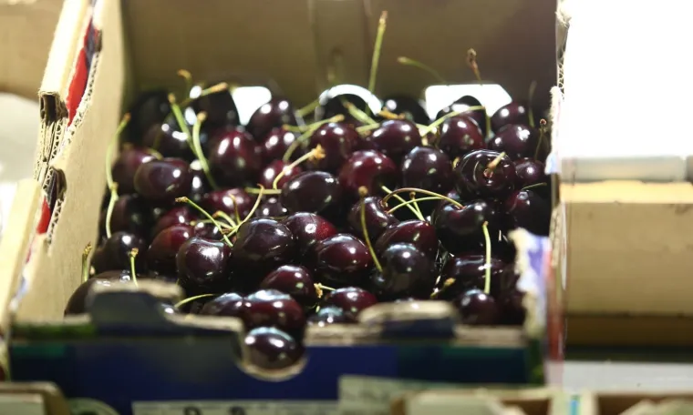 Cijena prvih ovogodi&scaron;njih tre&scaron;anja koje se prodaju na Dolcu iznenadila je mnoge Zagrepčane. Oni koji  žele uživati u njima morat će platiti 250 kuna po kilogramu.