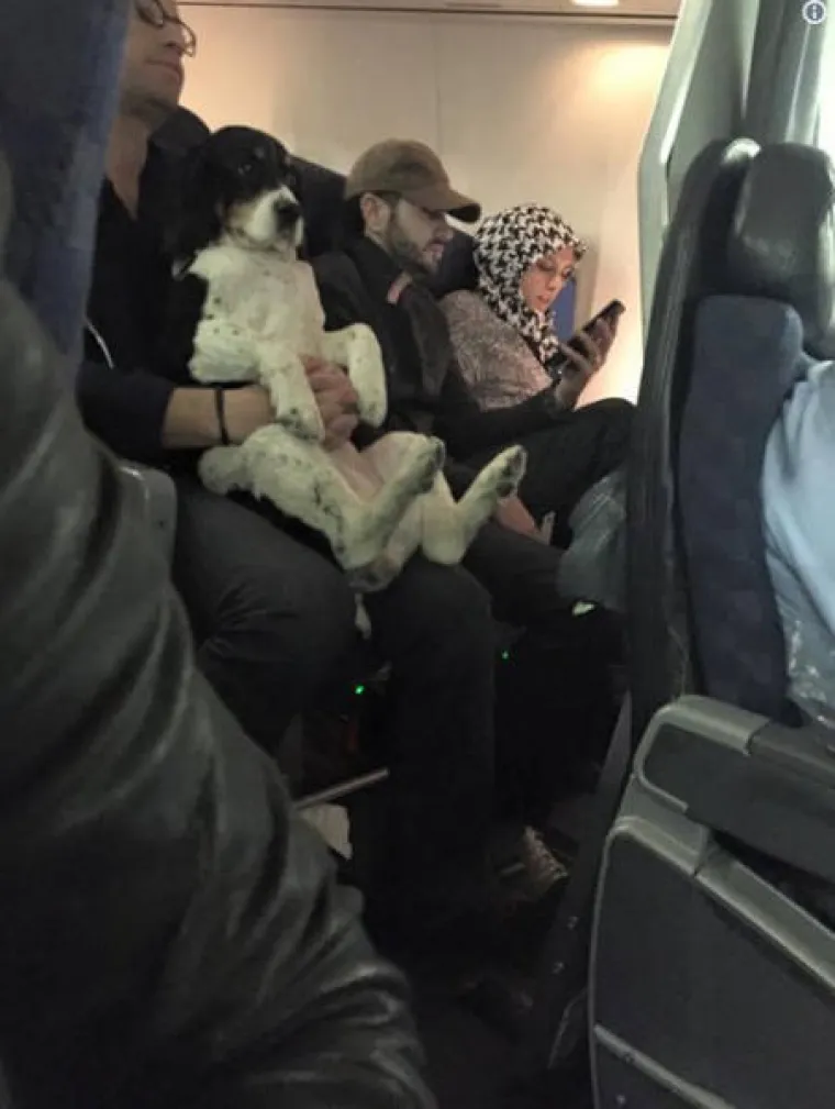 U ZRAKOPLOVE PU&Scaron;TAJU STVARNO SVAKAKVE ŽIVOTINJE: Film 'Zmije u avionu' mogao bi dobiti i nastavak