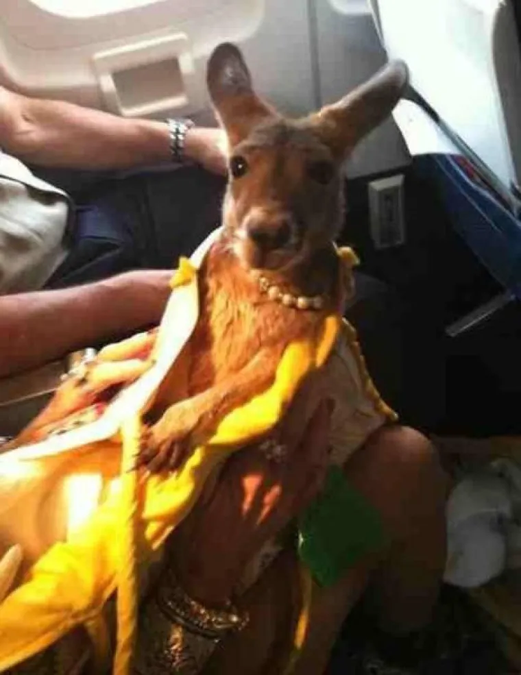 U ZRAKOPLOVE PU&Scaron;TAJU STVARNO SVAKAKVE ŽIVOTINJE: Film 'Zmije u avionu' mogao bi dobiti i nastavak