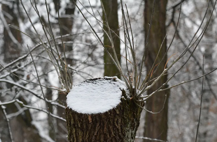 Snijeg koji je u vi&scaron;e navrata padao tijekom dana zabijelio je Slavonski Brod