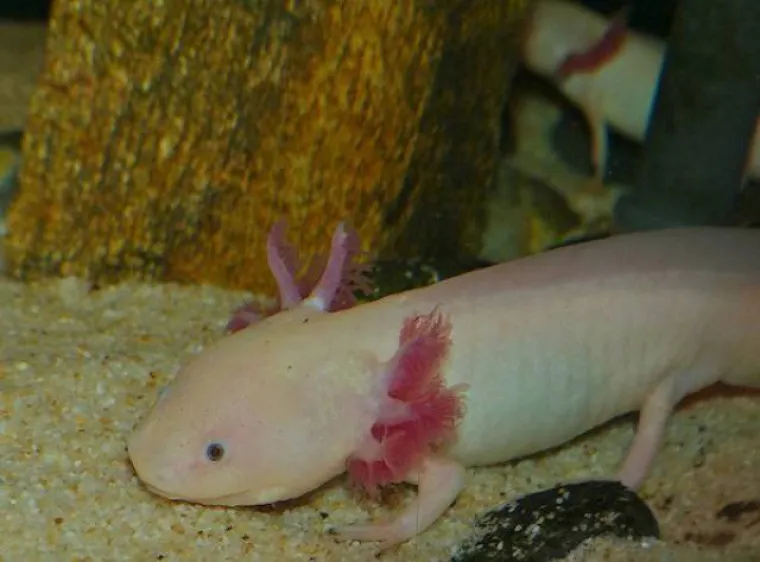 OVE SPODOBE NISU PLOD NEČIJE MA&Scaron;TE: Zemlja je stvarno prepuna svakakvih nemani, velikih i malih