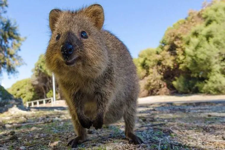 OVE SPODOBE NISU PLOD NEČIJE MA&Scaron;TE: Zemlja je stvarno prepuna svakakvih nemani, velikih i malih