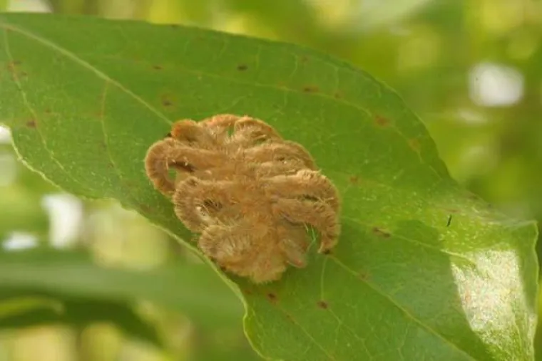 OVE SPODOBE NISU PLOD NEČIJE MA&Scaron;TE: Zemlja je stvarno prepuna svakakvih nemani, velikih i malih
