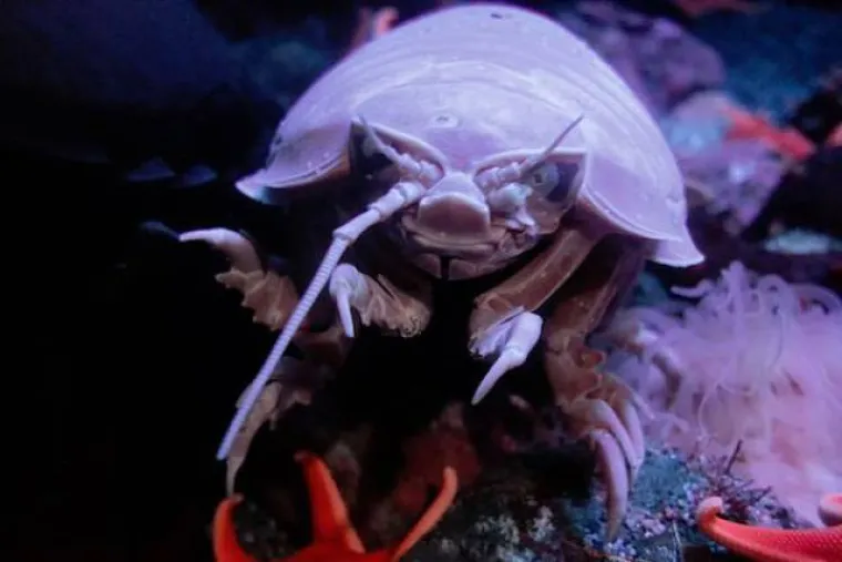 OVE SPODOBE NISU PLOD NEČIJE MA&Scaron;TE: Zemlja je stvarno prepuna svakakvih nemani, velikih i malih