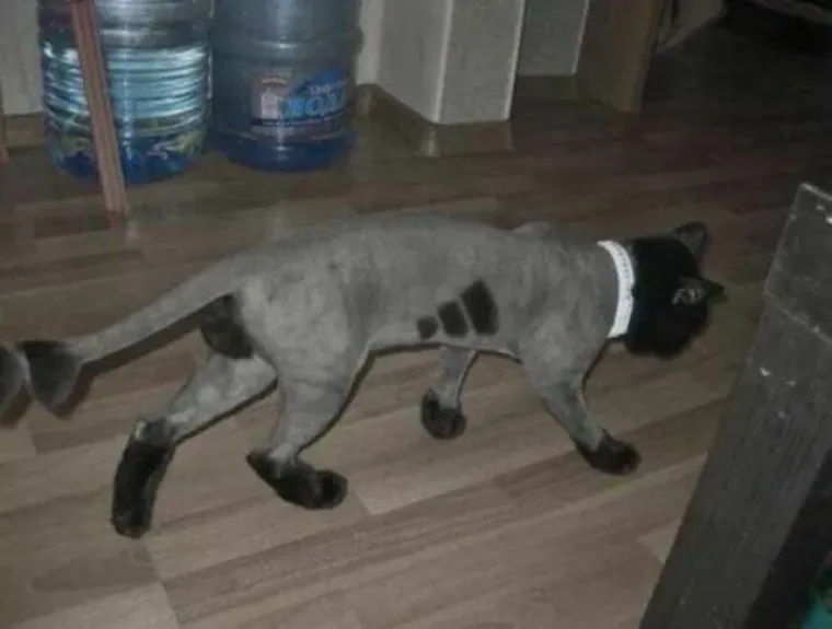 U galeriji smo okupili neke od prizora iz Rusije koje je te&scaron;ko objasniti. Posljednji ulov bizarnih prizora s ruskih ulica svakako pogledajte u nastavku.