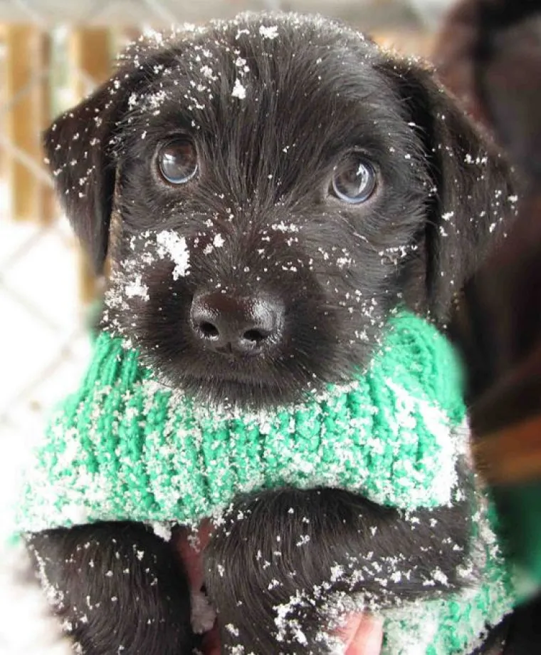 Kućni ljubimci prvi put na snijegu: psi odu&scaron;evljeni, mačke prestravljene!