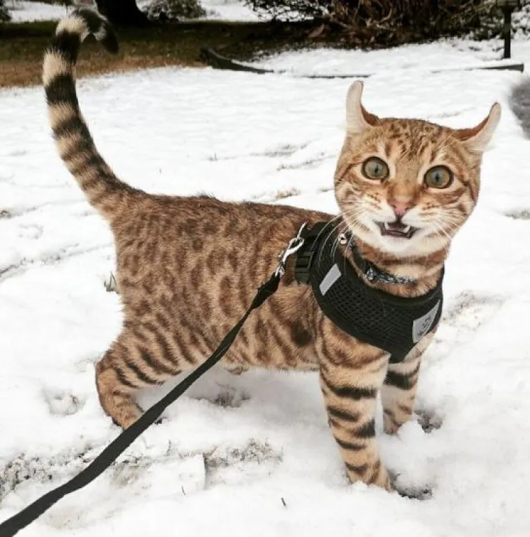 Kućni ljubimci prvi put na snijegu: psi odu&scaron;evljeni, mačke prestravljene!