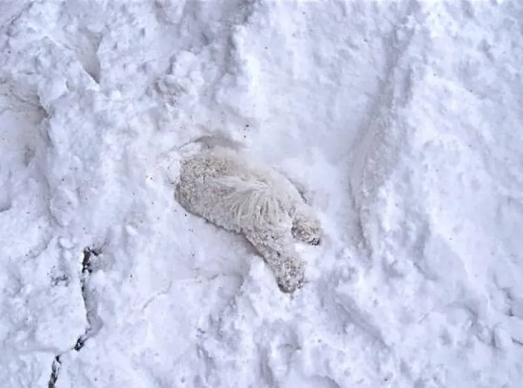Kućni ljubimci prvi put na snijegu: psi odu&scaron;evljeni, mačke prestravljene!