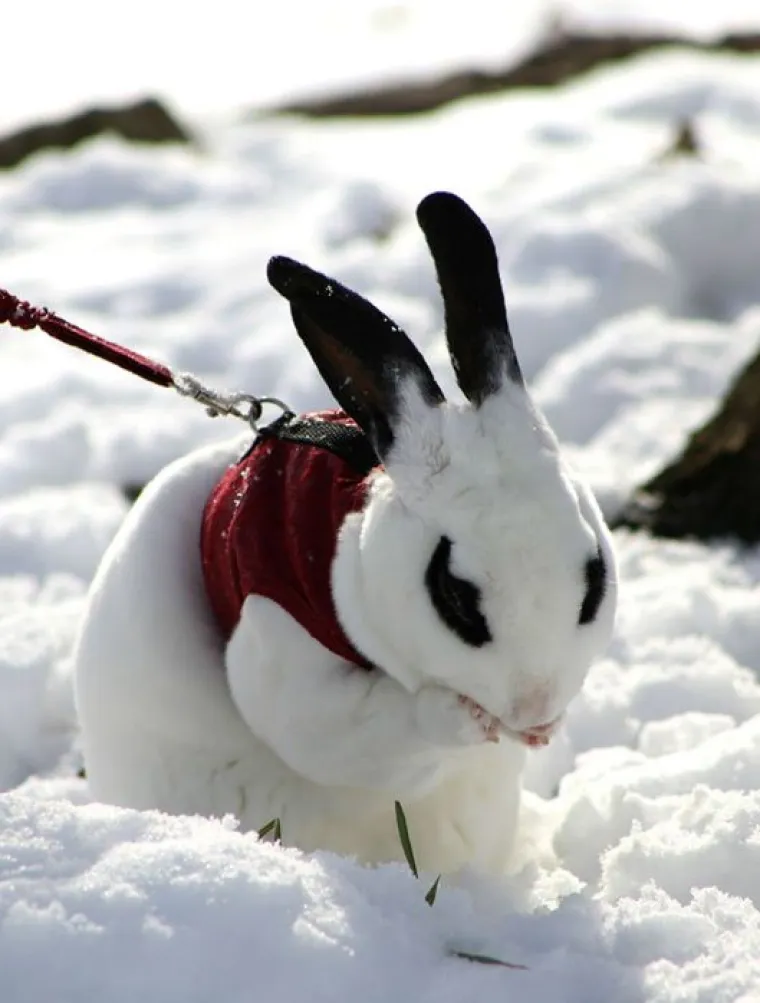 Kućni ljubimci prvi put na snijegu: psi odu&scaron;evljeni, mačke prestravljene!