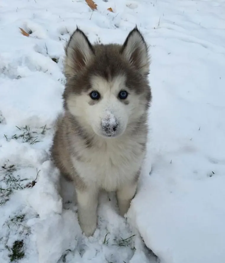 Kućni ljubimci prvi put na snijegu: psi odu&scaron;evljeni, mačke prestravljene!