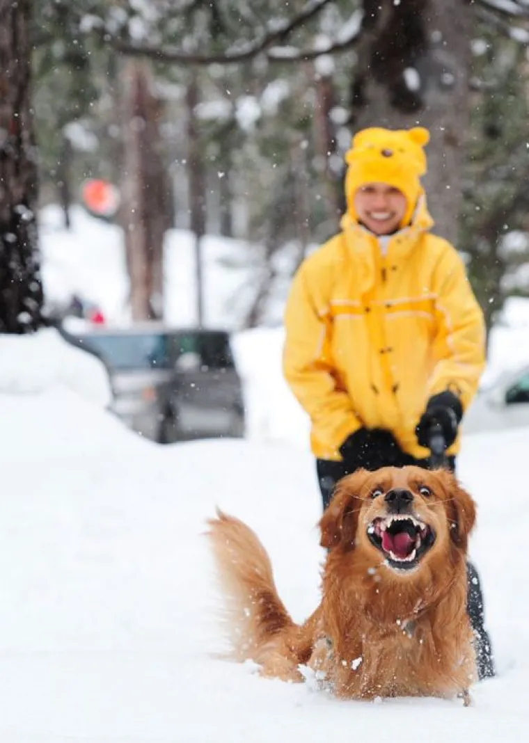 Kućni ljubimci prvi put na snijegu: psi odu&scaron;evljeni, mačke prestravljene!