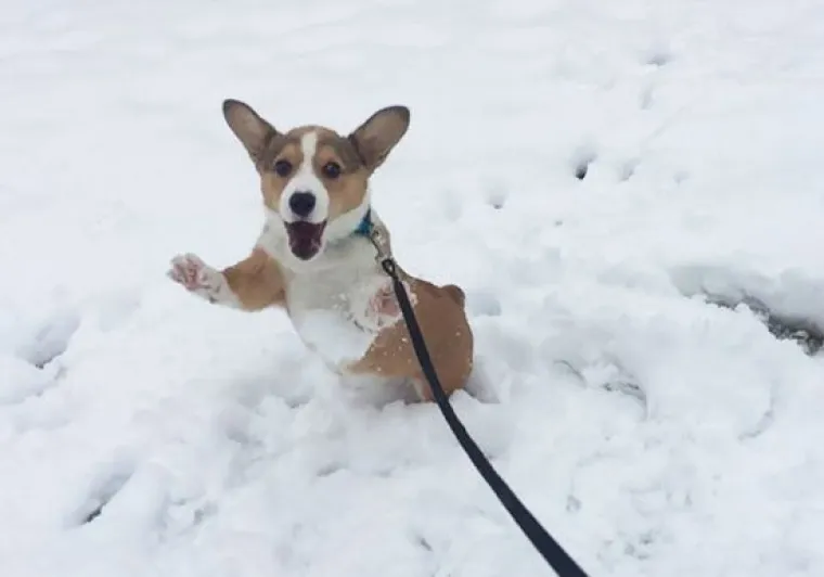 Kućni ljubimci prvi put na snijegu: psi odu&scaron;evljeni, mačke prestravljene!