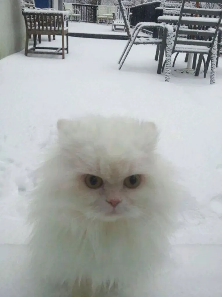 Kućni ljubimci prvi put na snijegu: psi odu&scaron;evljeni, mačke prestravljene!