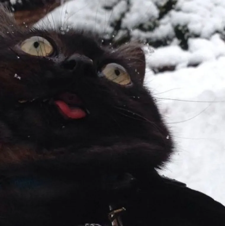 Kućni ljubimci prvi put na snijegu: psi odu&scaron;evljeni, mačke prestravljene!