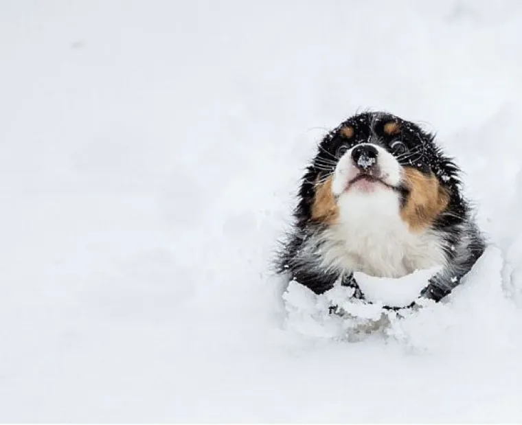 Kućni ljubimci prvi put na snijegu: psi odu&scaron;evljeni, mačke prestravljene!
