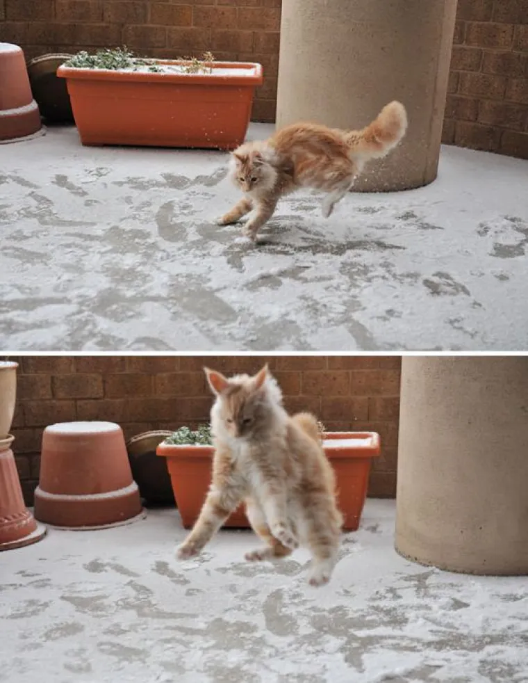 Kućni ljubimci prvi put na snijegu: psi odu&scaron;evljeni, mačke prestravljene!
