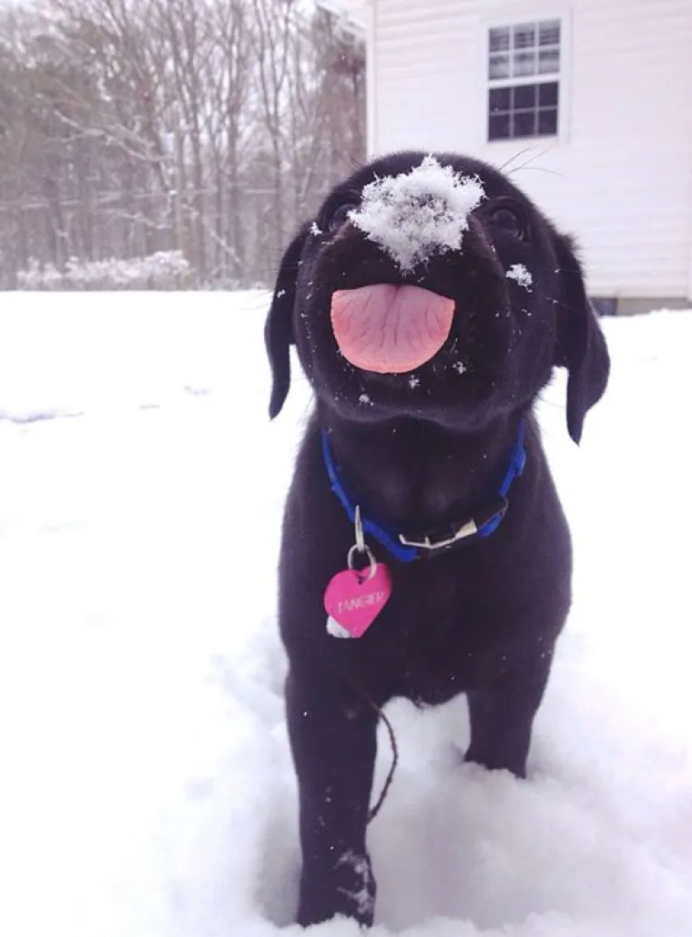 Kućni ljubimci prvi put na snijegu: psi odu&scaron;evljeni, mačke prestravljene!