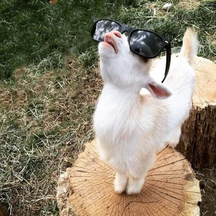 PSI I MAČKE SLOVE KAO NAJBOLJI LJUBIMCI, NO JESTE LI VIDJELI KOZE? Urnebesne su i &scaron;a&scaron;ave, a za kameru izvode sva&scaron;ta