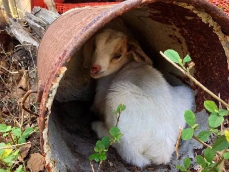 PSI I MAČKE SLOVE KAO NAJBOLJI LJUBIMCI, NO JESTE LI VIDJELI KOZE? Urnebesne su i &scaron;a&scaron;ave, a za kameru izvode sva&scaron;ta