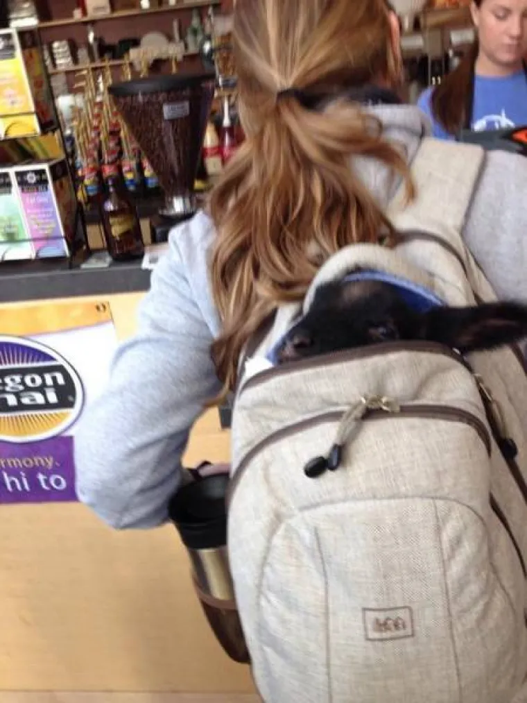 PSI I MAČKE SLOVE KAO NAJBOLJI LJUBIMCI, NO JESTE LI VIDJELI KOZE? Urnebesne su i &scaron;a&scaron;ave, a za kameru izvode sva&scaron;ta