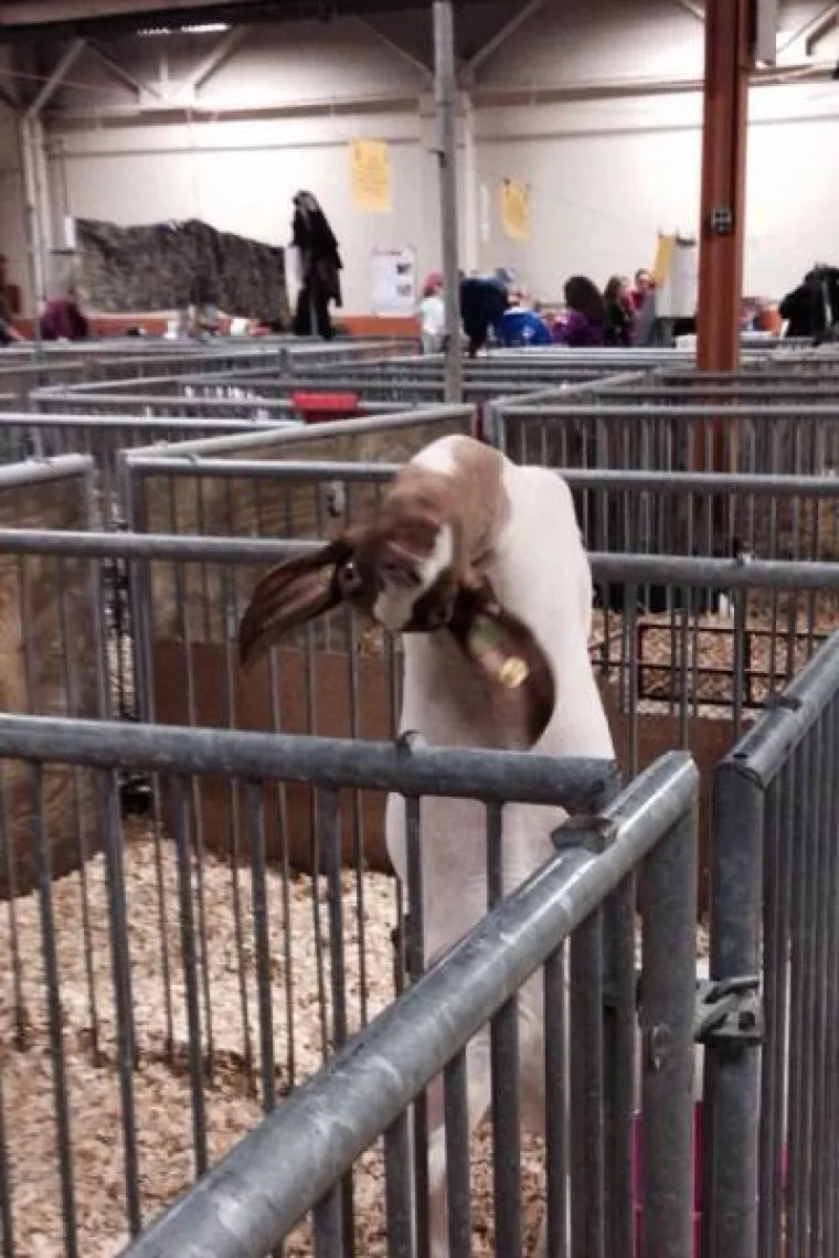 PSI I MAČKE SLOVE KAO NAJBOLJI LJUBIMCI, NO JESTE LI VIDJELI KOZE? Urnebesne su i &scaron;a&scaron;ave, a za kameru izvode sva&scaron;ta