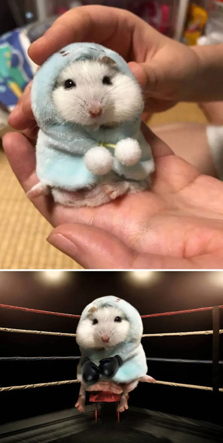 PRONA&Scaron;LI SLIKE IDEALNE ZA FOTOMONTAŽU I STVARNO SE ISKAZALI: Majstori Photoshopa pokazali kako se to radi