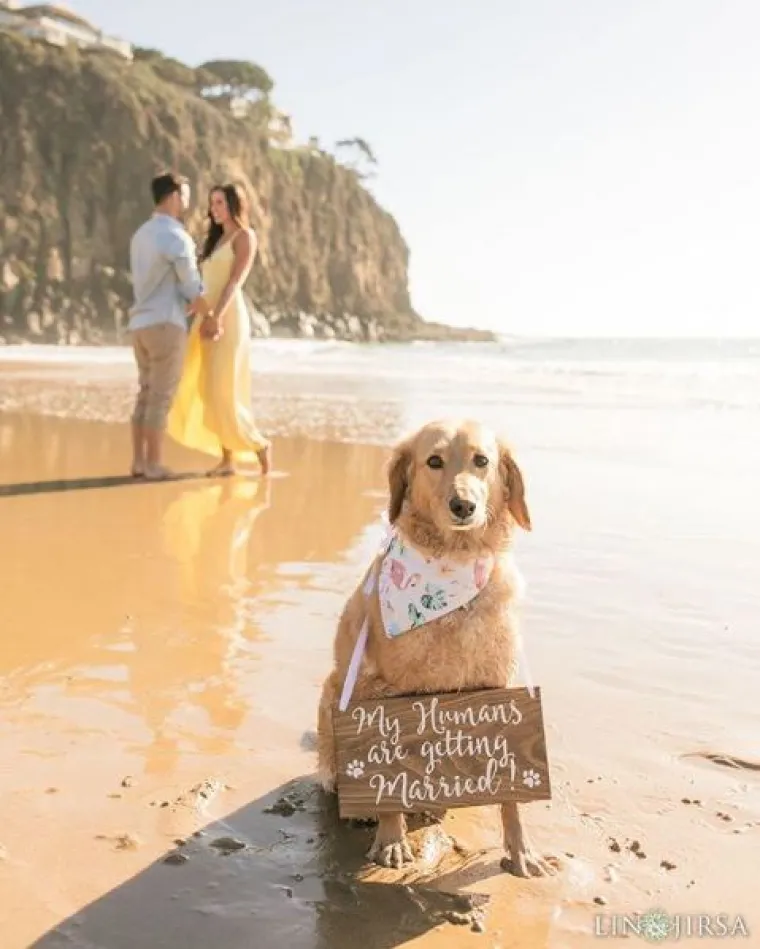 Kako 'uklopiti' psa u vjenčanje? Ovi parovi prona&scaron;li su način i rezultati su očaravajući