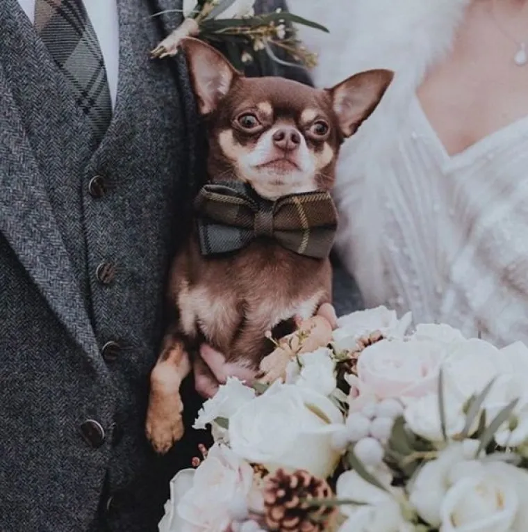 Kako 'uklopiti' psa u vjenčanje? Ovi parovi prona&scaron;li su način i rezultati su očaravajući