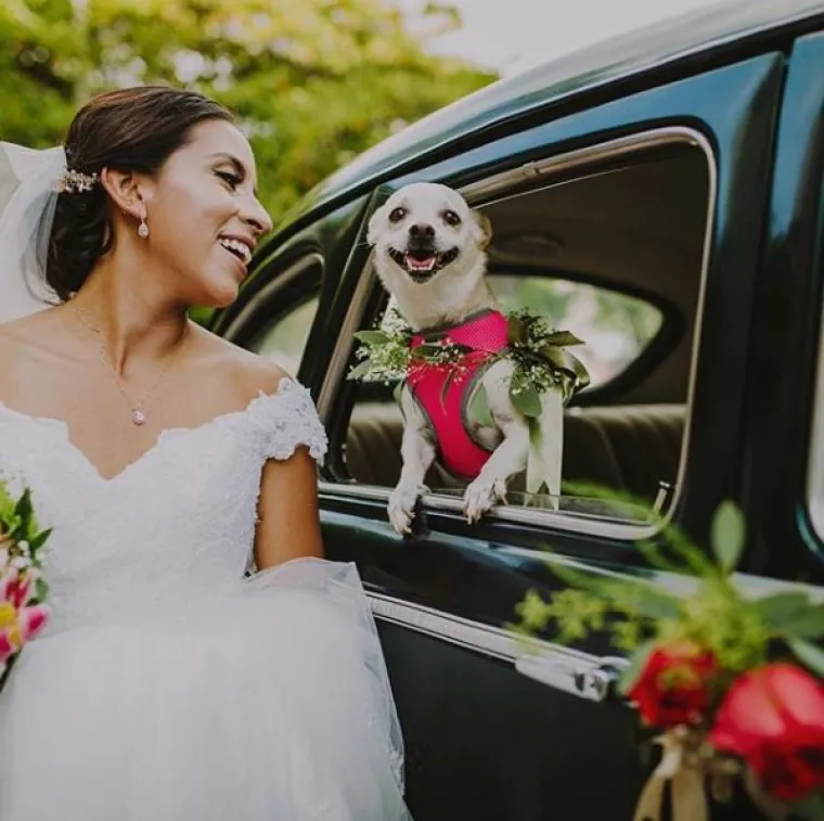 Kako 'uklopiti' psa u vjenčanje? Ovi parovi prona&scaron;li su način i rezultati su očaravajući