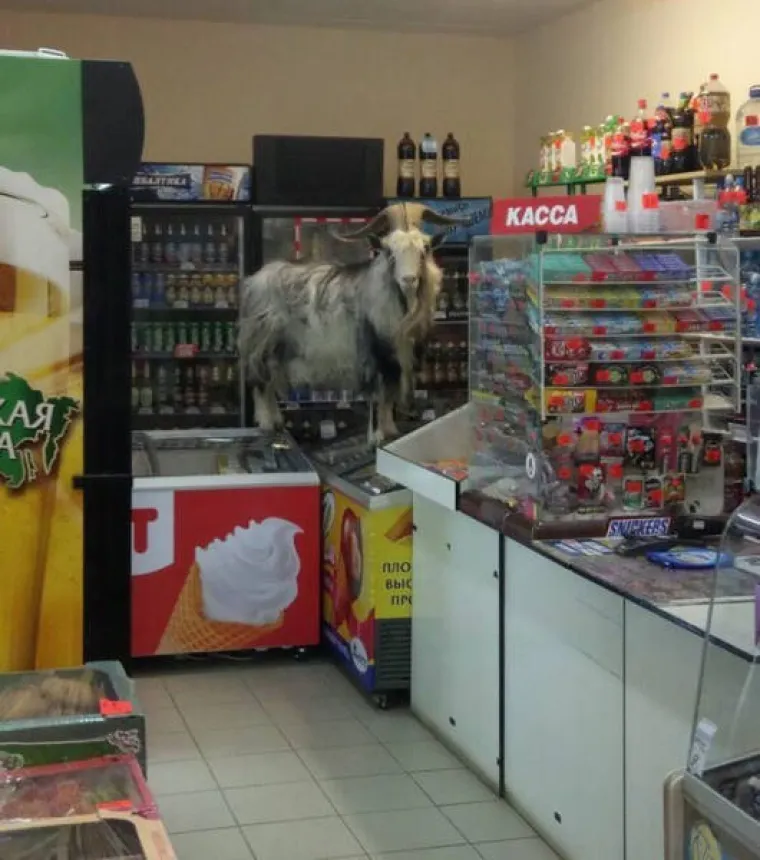 RUSKE NEBULOZE SVA SU STRA&Scaron;NIJE IZ DANA U DAN: Utje&scaron;na doza apsurda koja pokazuje da uvijek može gore