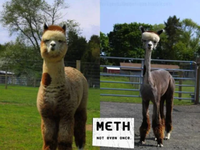 DJECO, KLONITE SE DROGE, POSLJEDICE SU UZNEMIRUJUĆE: Internet se dobro zabavlja apsurdnim oglasima protiv droge