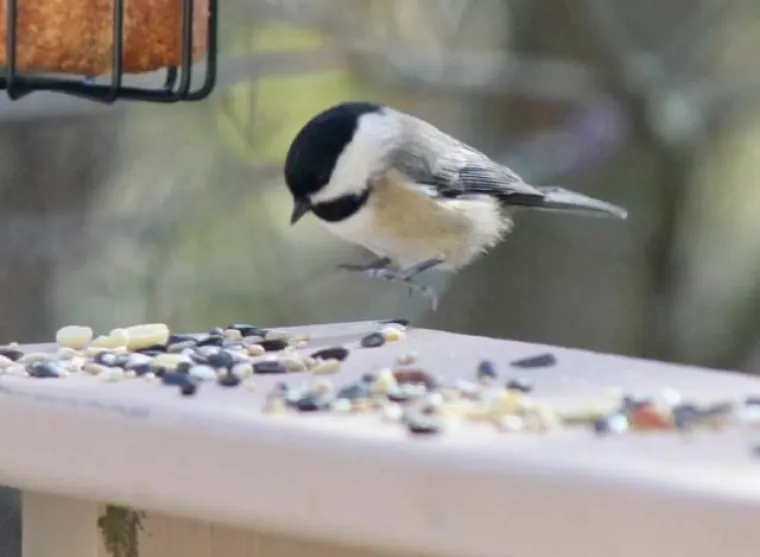 JESU LI IH USLIKALI U PRAVOM ILI KRIVOM TRENUTKU? Urnebesni prizori nastali kada su to najmanje očekivali
