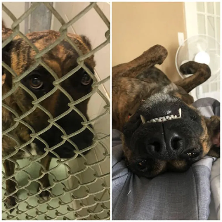 Psi koji zavr&scaron;e u azilu obično imaju nesretnu životnu priču, no njihov se život drastično pobolj&scaron;a kada ih netko posvoji. Razliku u njihovom raspoloženju možete pogledati u galeriji u kojoj su psi snimljeni prije i nakon posvajanja.