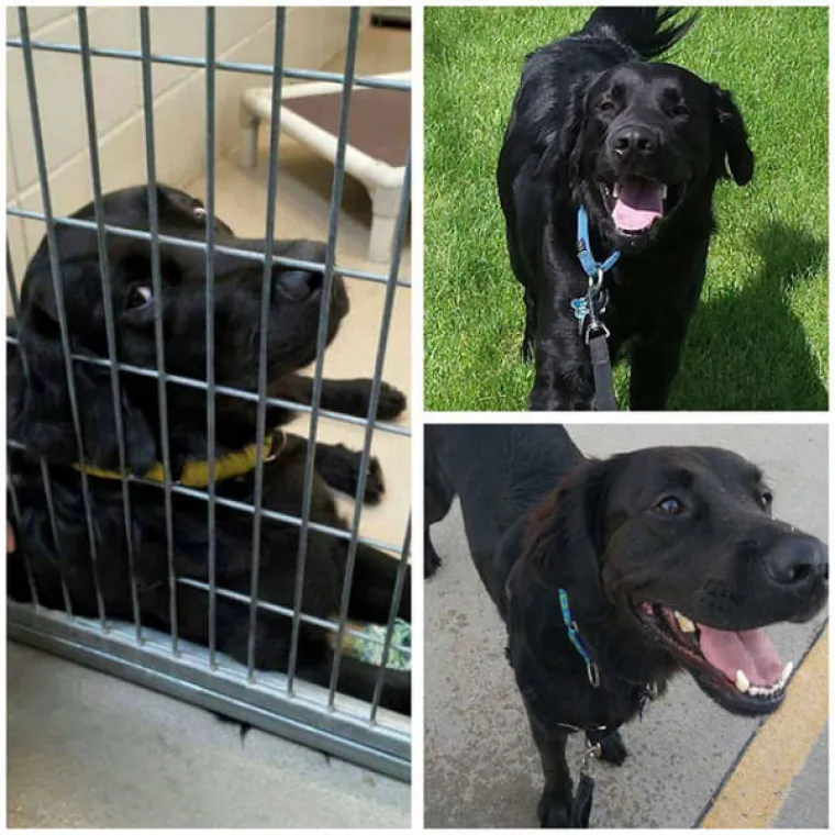 PSIĆI TUGOVALI U KAVEZU, A ONDA IM SE ŽIVOT DRASTIČNO PROMIJENIO: Pogledajte njihove reakcije nakon udomljavanja