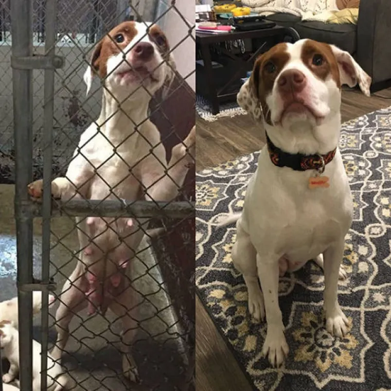 PSIĆI TUGOVALI U KAVEZU, A ONDA IM SE ŽIVOT DRASTIČNO PROMIJENIO: Pogledajte njihove reakcije nakon udomljavanja