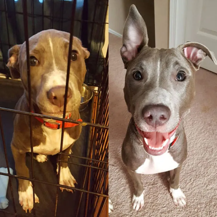 PSIĆI TUGOVALI U KAVEZU, A ONDA IM SE ŽIVOT DRASTIČNO PROMIJENIO: Pogledajte njihove reakcije nakon udomljavanja