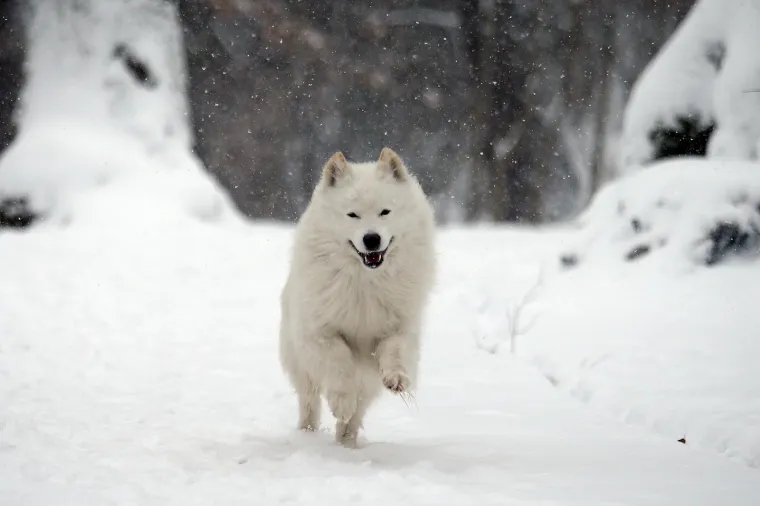 SNIJEG ZABIJELIO HRVATSKU: Pogledajte kako pod bijelim pokrivačem izgledaju gradovi