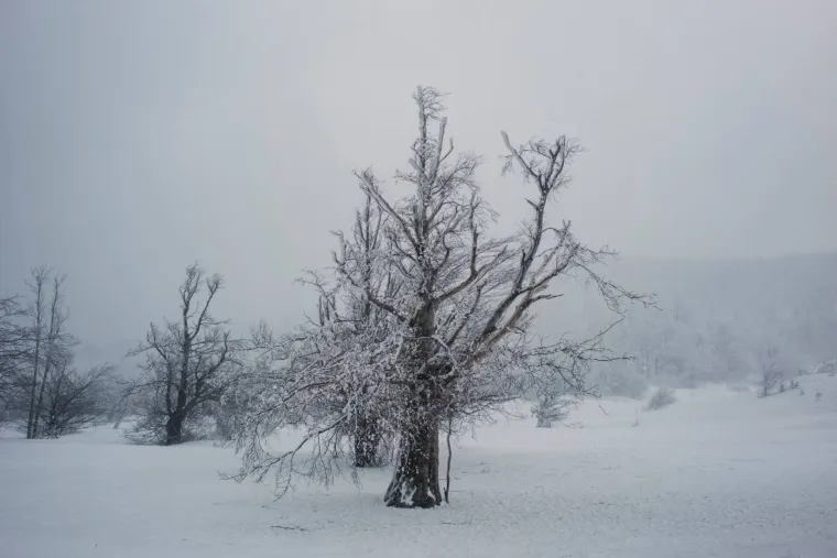 Nakon &scaron;to smo proveli dan s jednom od goranskih obitelji u kućici usred snježnog kaosa, ali uz dobre note, sada predstavljamo fotografije zimske idile u Delnicama autora Silk Milk koje ostavljaju bez daha.