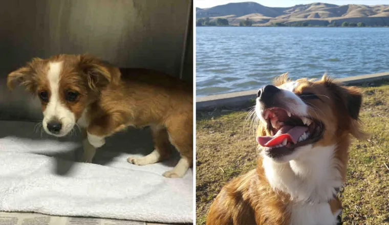 DA VAM SE SRCE RASPADNE: Vlasnici dijele fotografije svojih pasa prije i nakon udomljavanja, njihovi izrazi lica sve govore