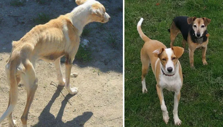 DA VAM SE SRCE RASPADNE: Vlasnici dijele fotografije svojih pasa prije i nakon udomljavanja, njihovi izrazi lica sve govore