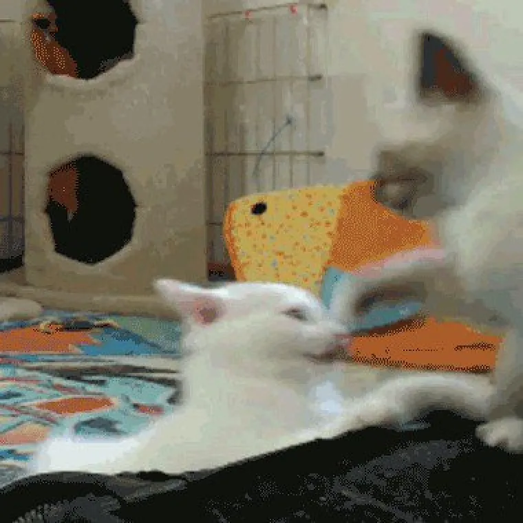 URNEBESNI PRIZORI MAČAKA KOJE SE PRETVARAJU DA SU GRABEŽLJIVCI: Tko ih ne zna, skupo bi ih platio...