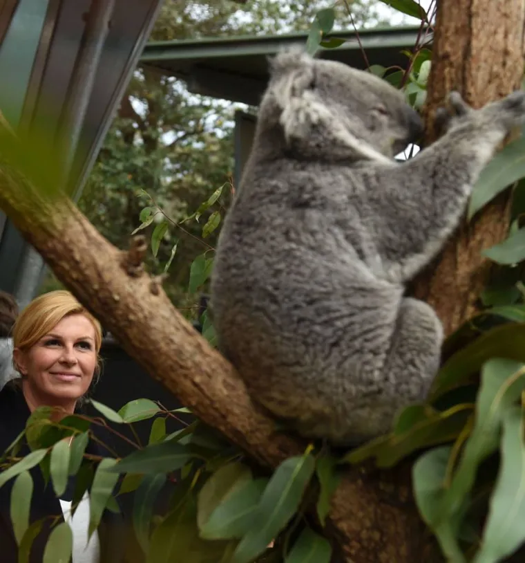 Od Vile Velebita do žestokih optužbi: predsjednica objavila 229 fotografija pa si sama i lajkala