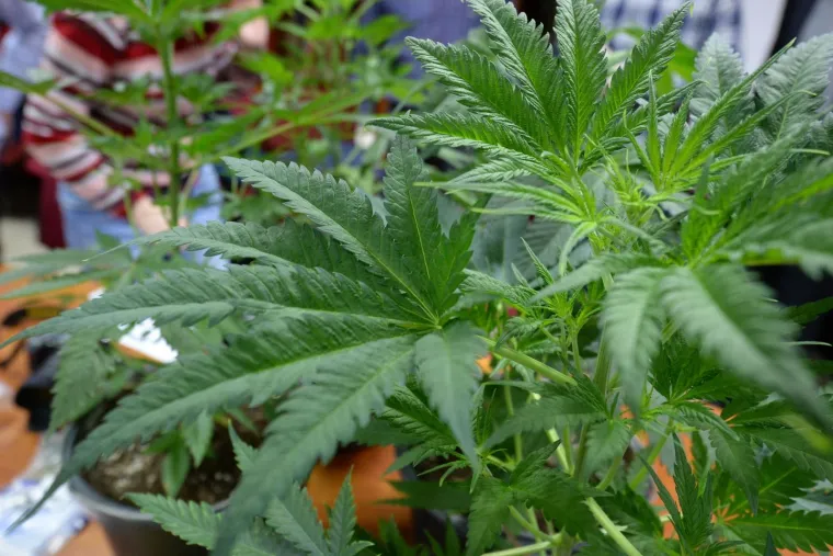 Razbijen lanac proizvođača marihuane u Strahonincu i Čakovcu