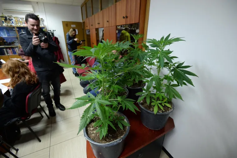 Razbijen lanac proizvođača marihuane u Strahonincu i Čakovcu