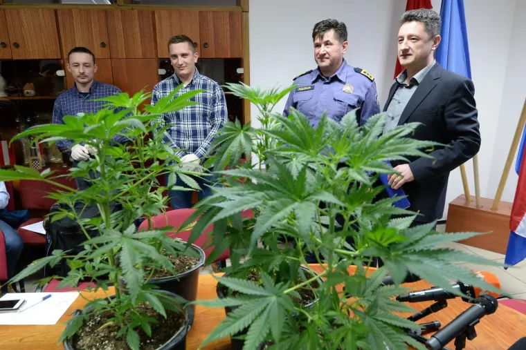 Razbijen lanac proizvođača marihuane u Strahonincu i Čakovcu