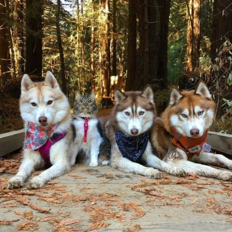 MOŽETE LI PRONAĆI ULJEZA NA SVIM PRIZORIMA? 'Crne ovce' ponekad se jako dobro uklapaju u okolinu, poku&scaron;ajte ih pronaći